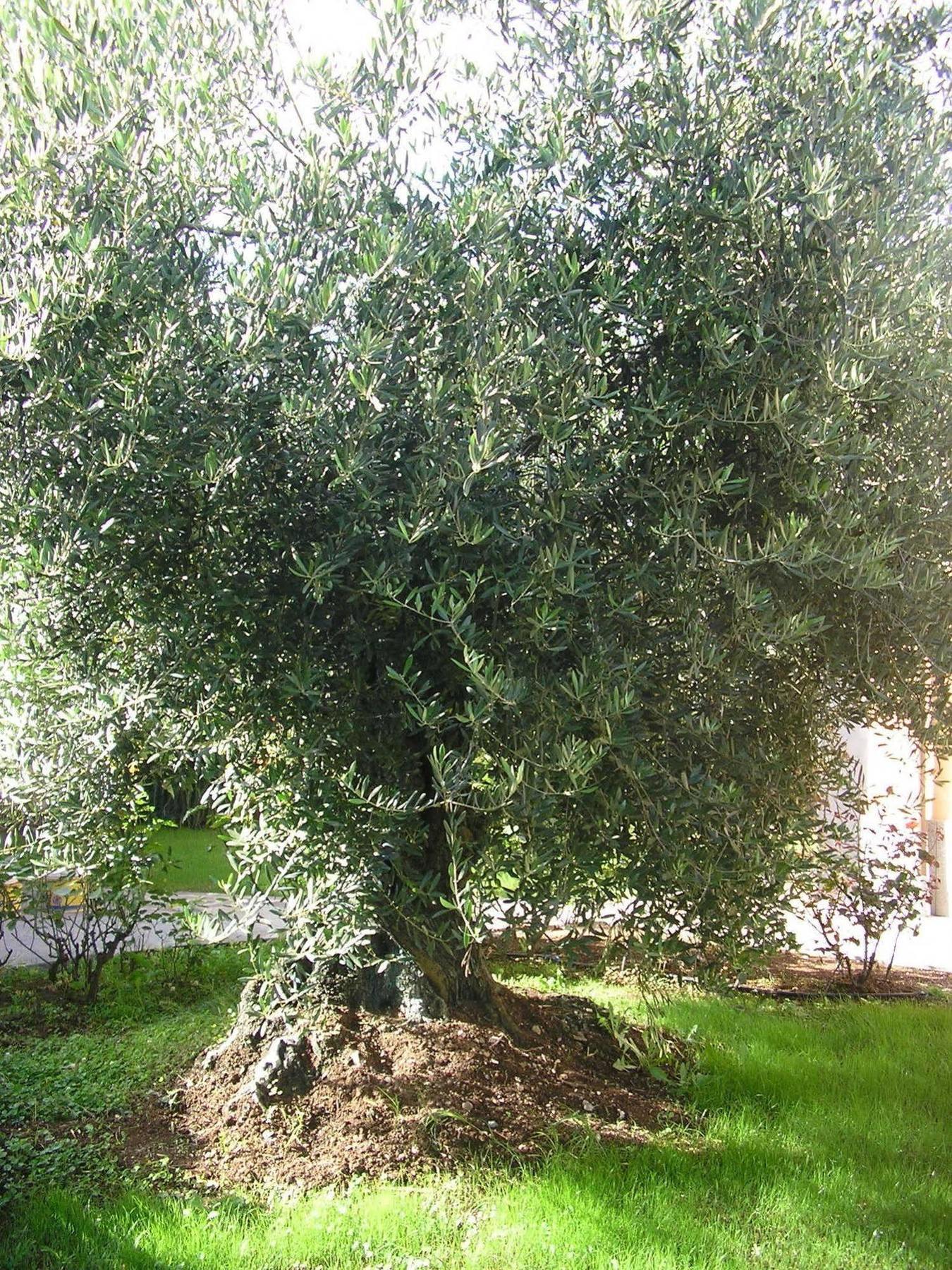 Al Vecchio Olivo Acomodação com café da manhã Frascati Exterior foto